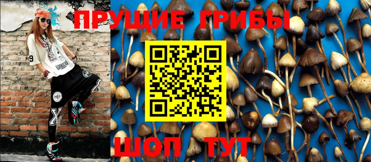 Пугачёв  даркнет сайт  Вход с VPN  Псилоцибиновые грибы GOLDEN TEACHER 